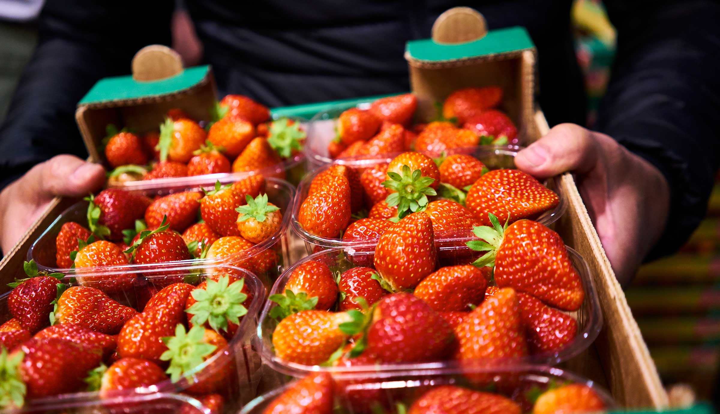 Rocco Princi holds a tray of strawberries